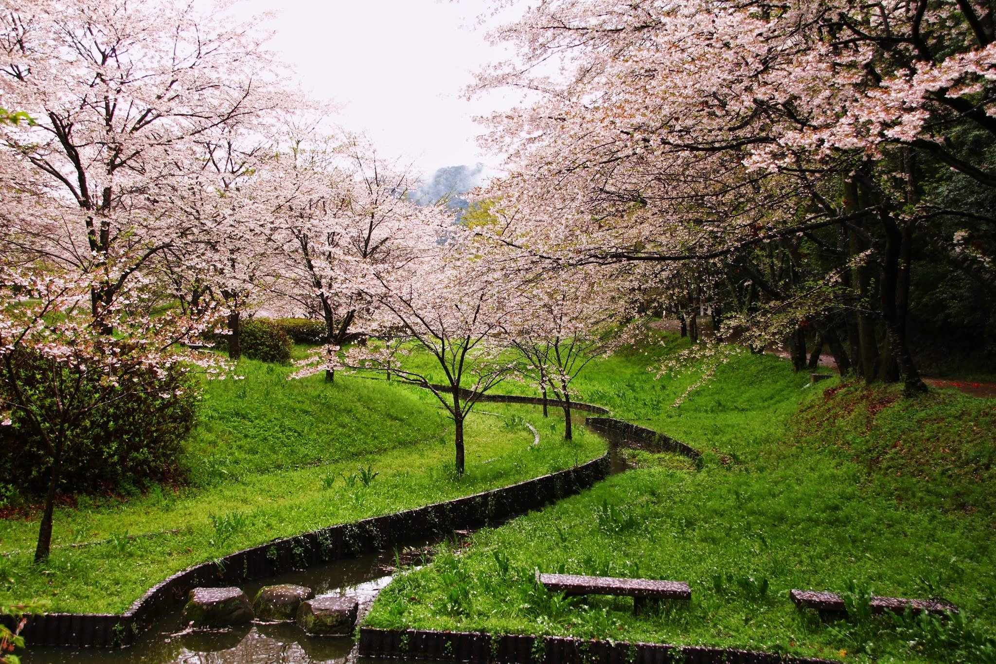 🌸 다치오카 자연공원(타치오카 시젠 코엔) 이미지 4